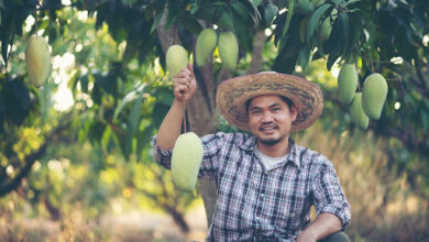 Exotic Fruit Suppliers